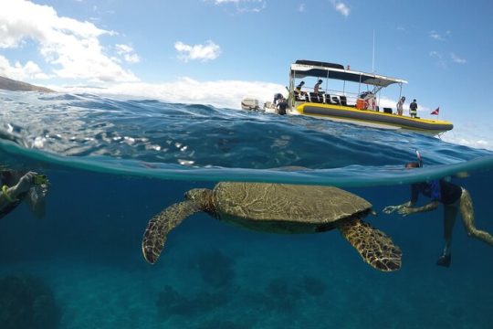 Maui Turtle Snorkel Experience & Lunch