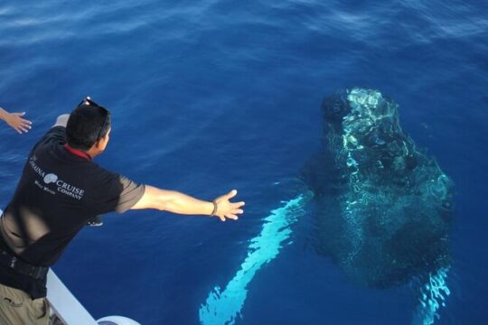 2-Hour Whale Watching Experience from Lahaina Harbor Maui