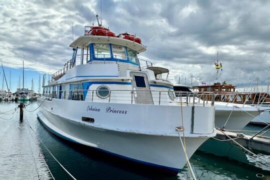 2-Hour Whale Watching Experience from Lahaina Harbor Maui