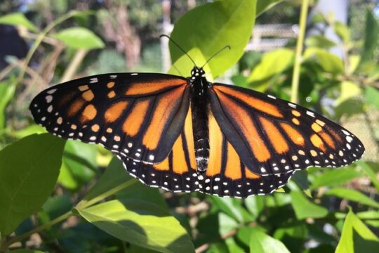 The Maui Butterfly Farm Tour!