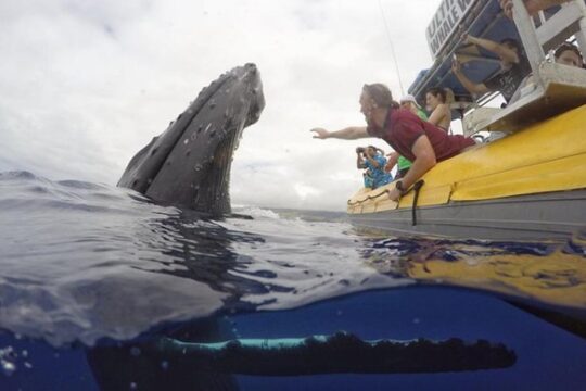 Ultimate 2 Hour Small Group Whale Watch Tour from Lahaina Harbor