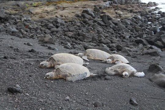 Black sand beach, Winery (or coffee) and Volcanoes National Park