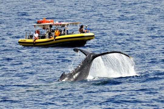 Small Group 2 hour Whale Watch from Raft (Mala, Lahaina)