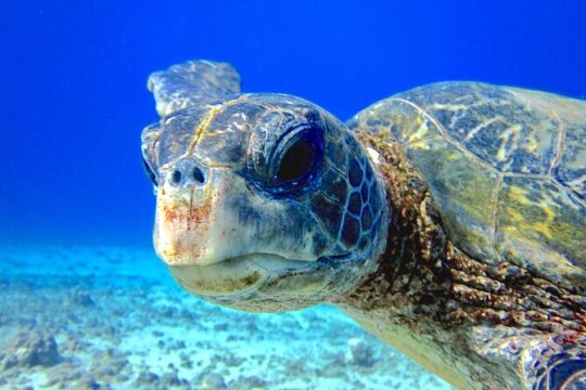 Certified Shore Dive in Lahaina