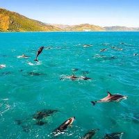 Swim with Dolphins