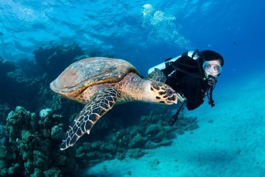 The Top 10 Big Island Of Hawaii Scuba Diving (w Prices) 