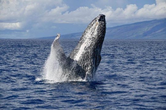 Ali'i VIP Whale Tour