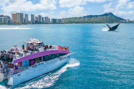 2-Hour Whale Watching from Oahu