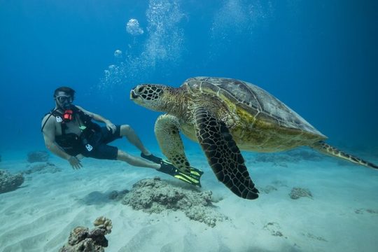 Certified Diver: 2-Tank Shallow Reef Dives off Oahu