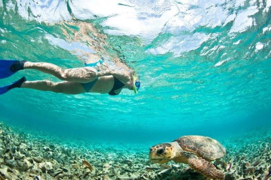 Double Reef Snorkel, Dolphin & BBQ