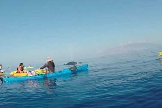 Makena Whale Watching and Snorkel