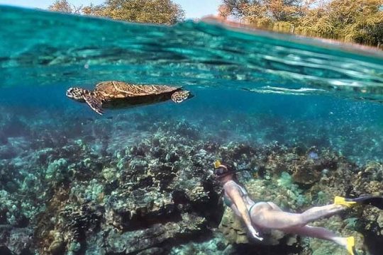 Kealakekua Bay Snorkel