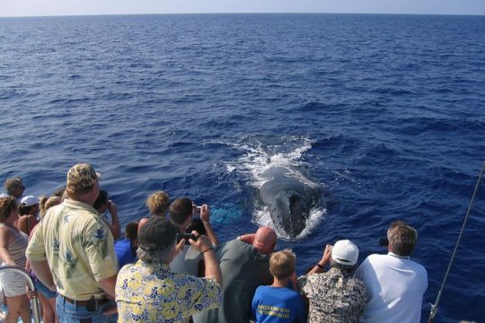 Mid-Morning Whale Watch