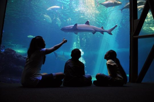 Maui Ocean Center All Day Admission Ticket