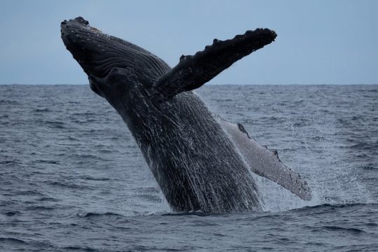 Whale Watching Experience in Waikiki