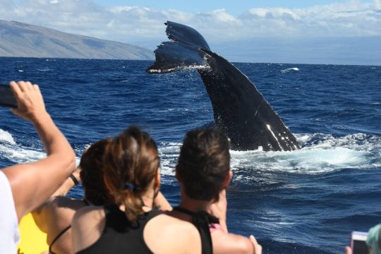 Ultimate Sunrise Whale Watch Tour from Lahaina Harbor