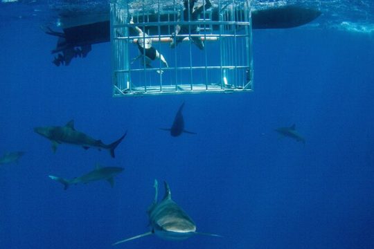 Shark Cage Diving On "The World Famous North Shore of Oahu", Hawaii