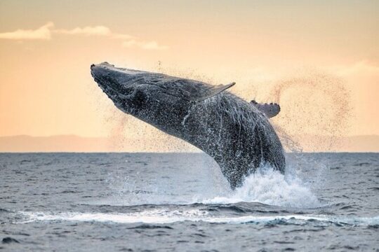 Winter Whale Watching Adventure in Kauai