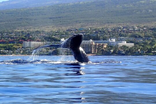 Olowalu kayak whale watch and snorkel tour (7am-11am)