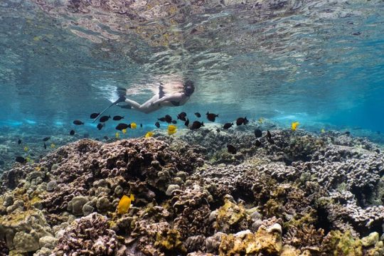 Discover Pawai Afternoon Reef Snorkel