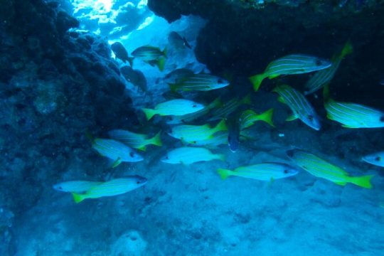 Semi -Private Snorkel Lessons in Lahaina, Maui