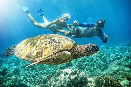 Marine Biologist Guided Snorkel Tour from Shore with Photos