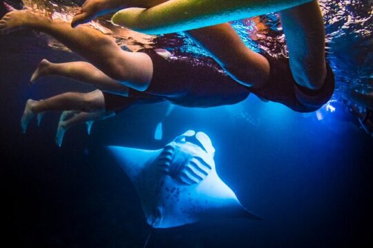 Swim with Manta Rays in Kailua-Kona! Hot cocoa included