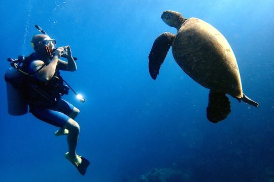 Private and Personalized Scuba Diving Adventures for All Experience Levels