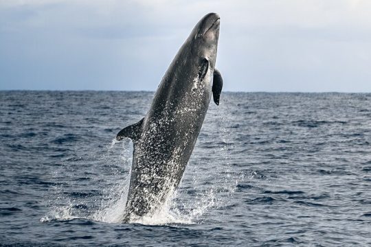 Guaranteed Dolphin and Whale Watch Tour in Kona