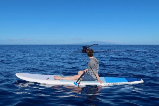 Private Paddleboard (SUP) Whale Watch! (All skill levels Welcome)