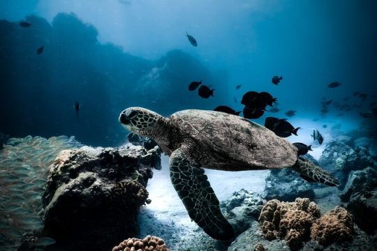 Night-Time Snorkel at TurtleTown with Stars, Lights, and Photos