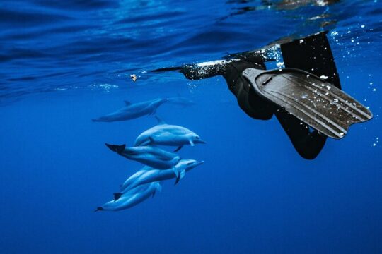 3 Hour Dolphin Swim and Snorkeling Speedboat Tour