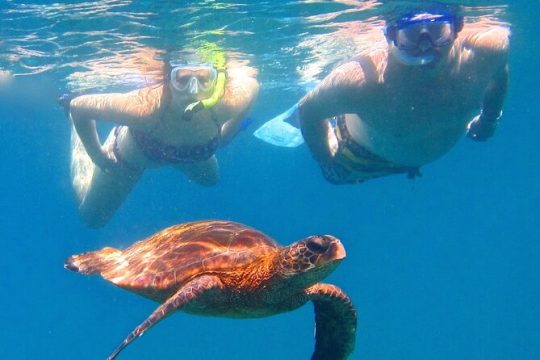 2 Hour Afternoon Lahaina Snorkel with Turtles Guaranteed