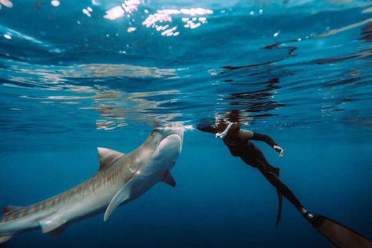 Snorkel with sharks on the North Shore of Oahu