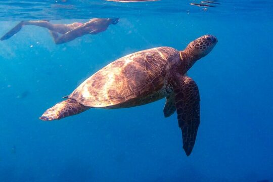 Private Turtle Snorkel Tour from Waikiki