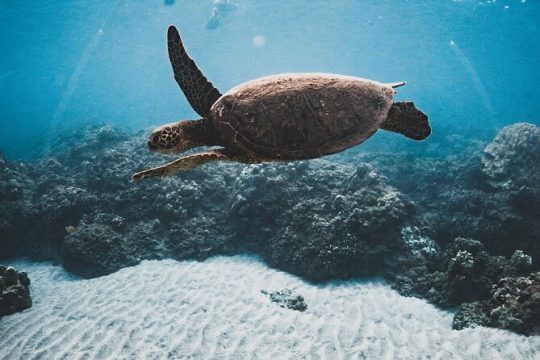 Afternoon Turtle Snorkel Sail from Maui