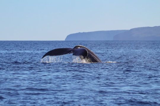 Alii Nui Maui Whale Watch Sail