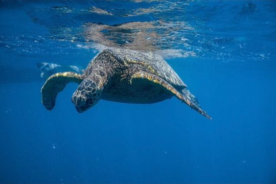 Turtle Canyons Snorkel from Waikiki (Semi Private Boat Tour)