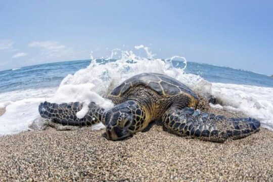 Oahu Luxury Private Island Tour