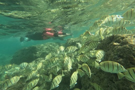 Hanauma Bay Guided Snorkeling Tour