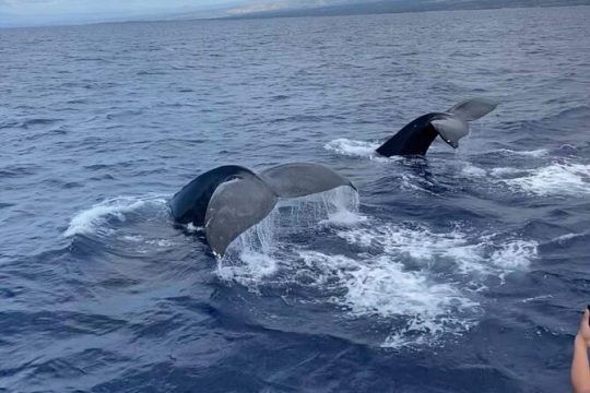 Whale Watching on Big island