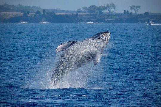 2.5 Hours Whale Watching On A 41' Super-Raft