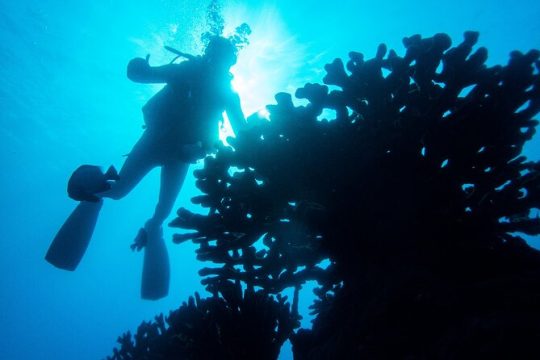 1 Tank Discover Scuba at Koloa Landing with No Experience needed