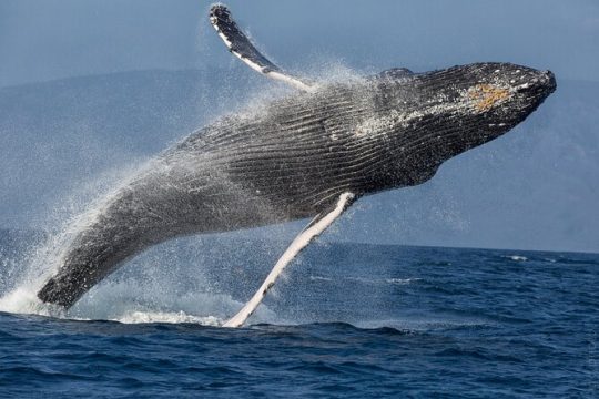 Afternoon Sail With the Whales from Ma'alaea Harbor