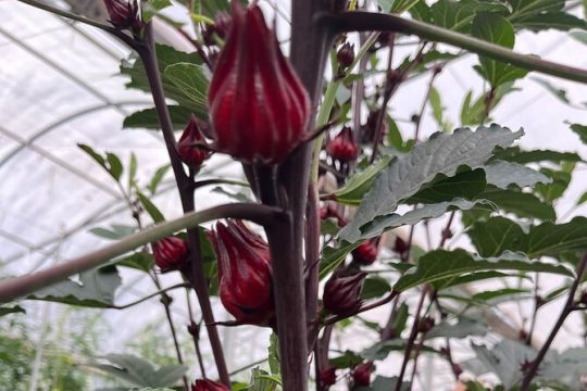 Private Hawaii Big Island Edible Hibiscus Guided Farm Tour