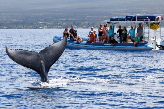 The Ultimate 10 am Whale Watching Tour (1 hr 30 min)