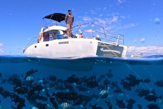 Small Group Turtle Canyon Snorkel in Waikiki