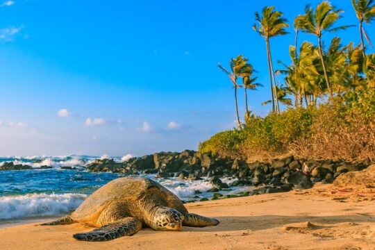 Private Family Tours, Oahu Hawaii