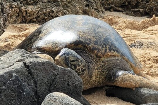 Full Day Small Group Tour on Oahu with Pickup