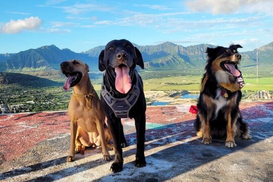 Half Day Private Ka‘Ena Point Pillbox Hiking Experience